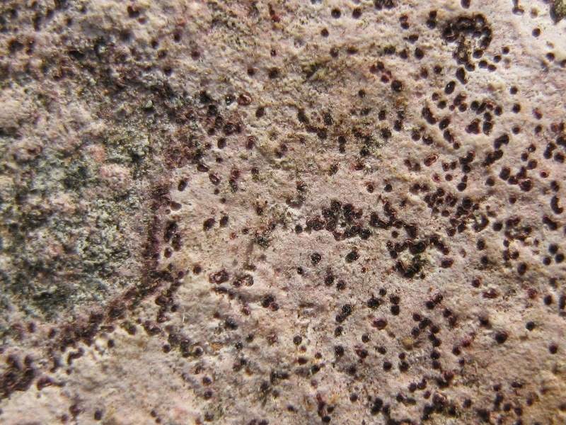 Un altro lichene rosa